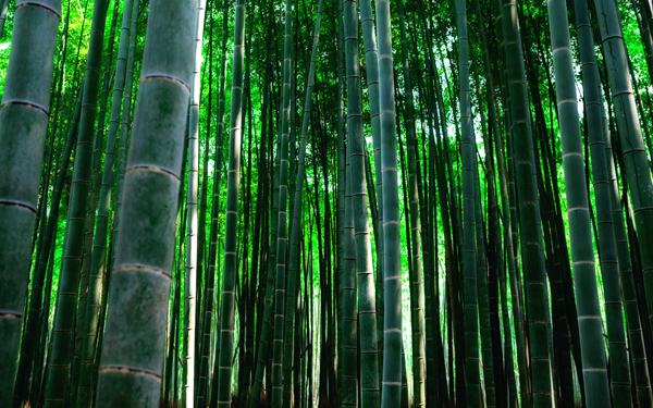 SCENERY Bamboo`BM 17